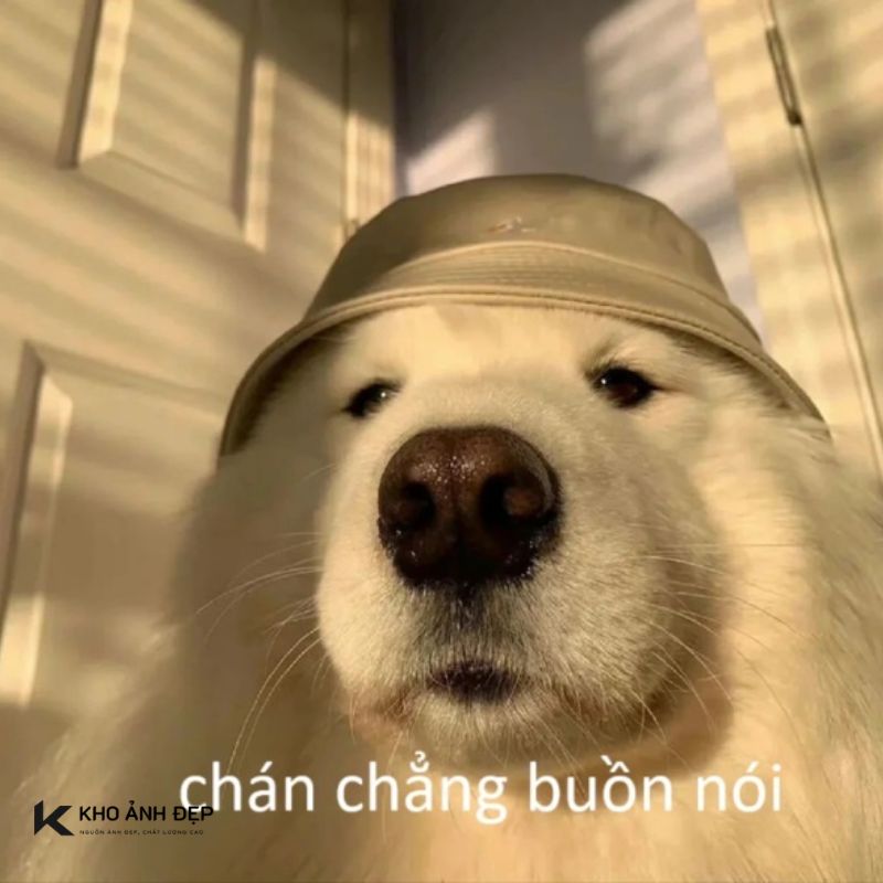 100+ Ảnh meme buồn tâm trạng, hài hước và dễ thương nhất 13 anh meme buon 10