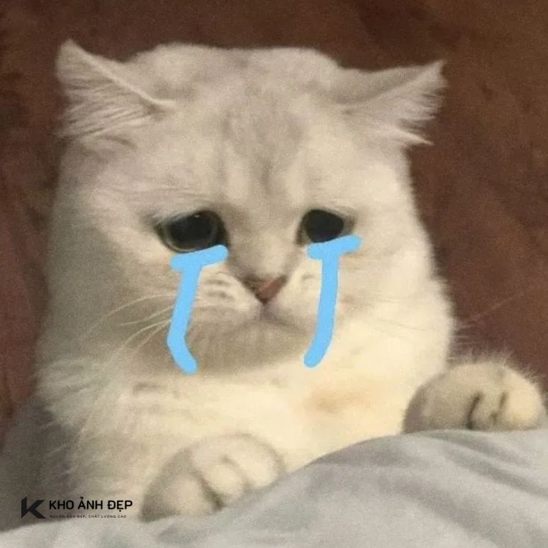 100+ Ảnh meme buồn tâm trạng, hài hước và dễ thương nhất 17 anh meme buon 14