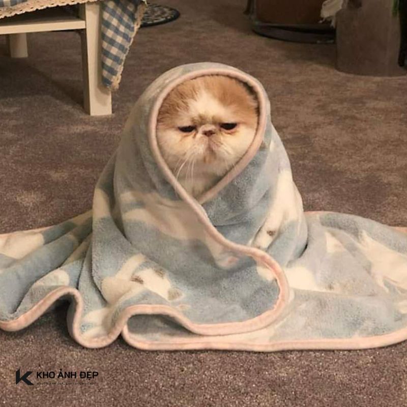 100+ Ảnh meme buồn tâm trạng, hài hước và dễ thương nhất 17 anh meme buon 16