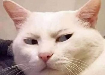 Tải ngay 99+ Avatar meme hài bựa, vui nhộn nhất hiện nay