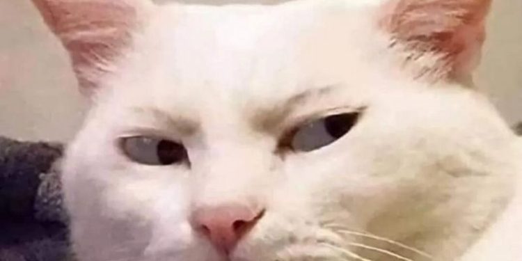 Tải ngay 99+ Avatar meme hài bựa, vui nhộn nhất hiện nay