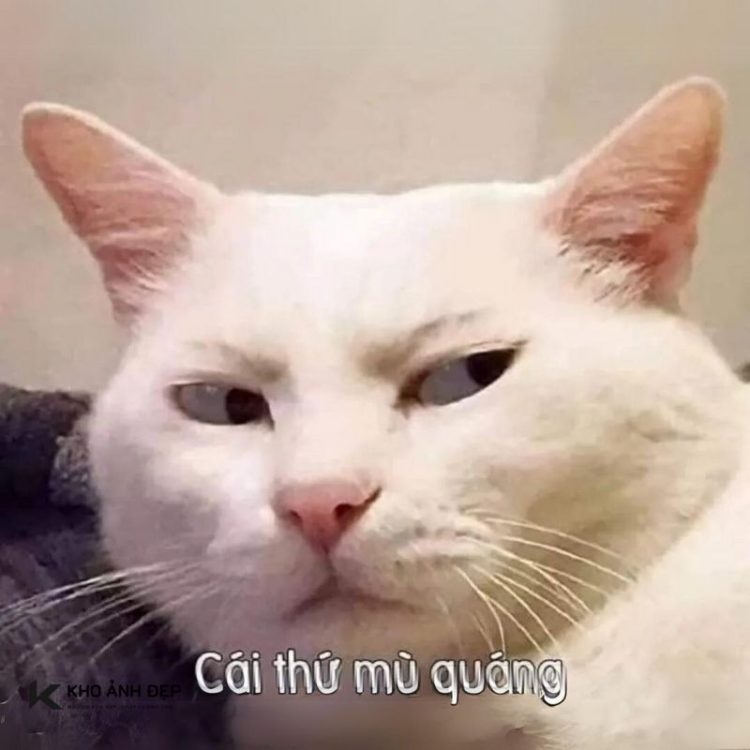 Tải ngay 99+ Avatar meme hài bựa, vui nhộn nhất hiện nay