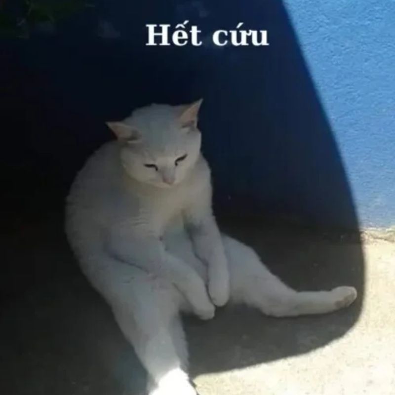 Biểu cảm chán nản hết cứu từ chú mèo