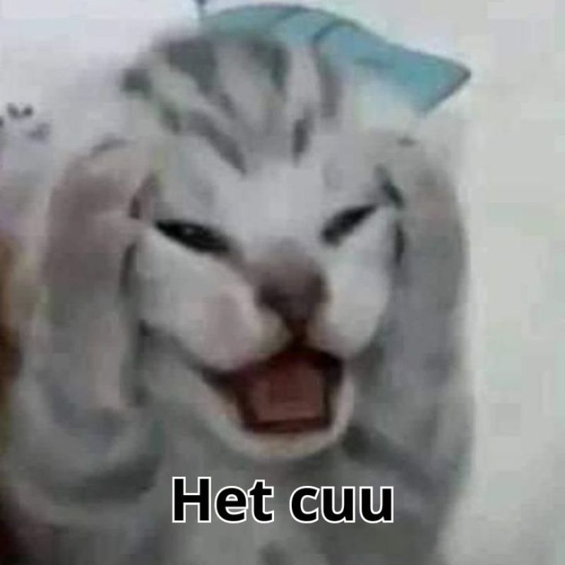 Meme hết cứu biểu cảm đáng yêu của chú mèo