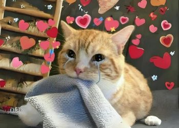 Tải ngay bộ ảnh meme xin lỗi người yêu cute và hài hước nhất