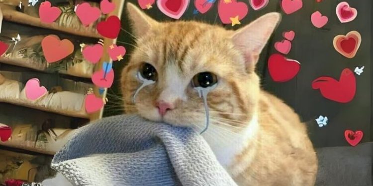 Tải ngay bộ ảnh meme xin lỗi người yêu cute và hài hước nhất