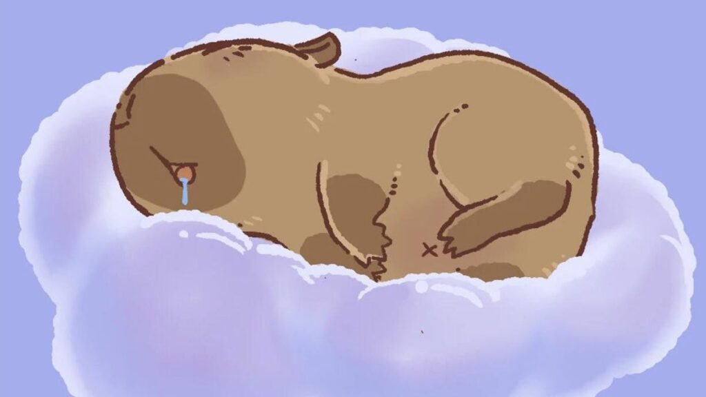 Hình nền capybara ngủ nhỏ dãi cực đáng yêu