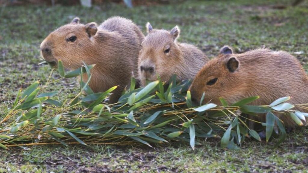 100+ hình nền Capybara cute, đáng yêu và thư giãn nhất 25 Hình capybara cùng bạn ăn cỏ