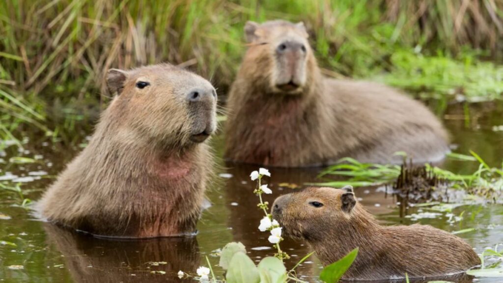 Hình capybara cùng bạn lội nước