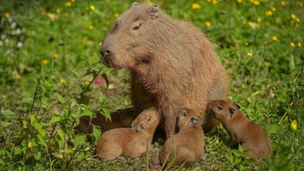 100+ hình nền Capybara cute, đáng yêu và thư giãn nhất 23 hình nền capybara