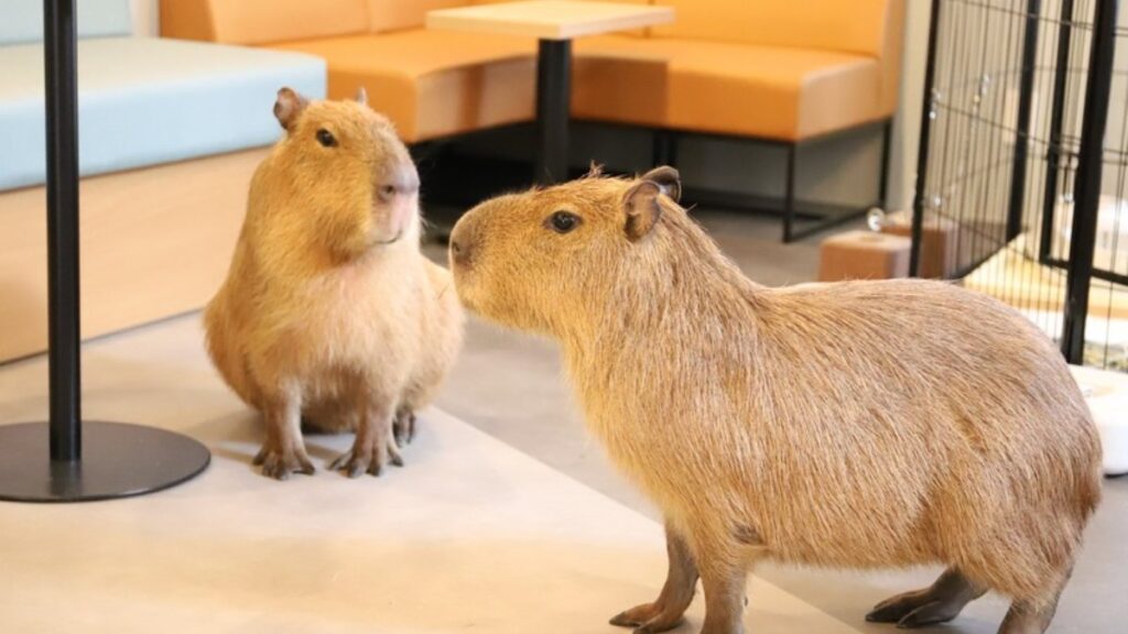 100+ hình nền Capybara cute, đáng yêu và thư giãn nhất 22 Hình capybara ở cùng bạn trong chuồng