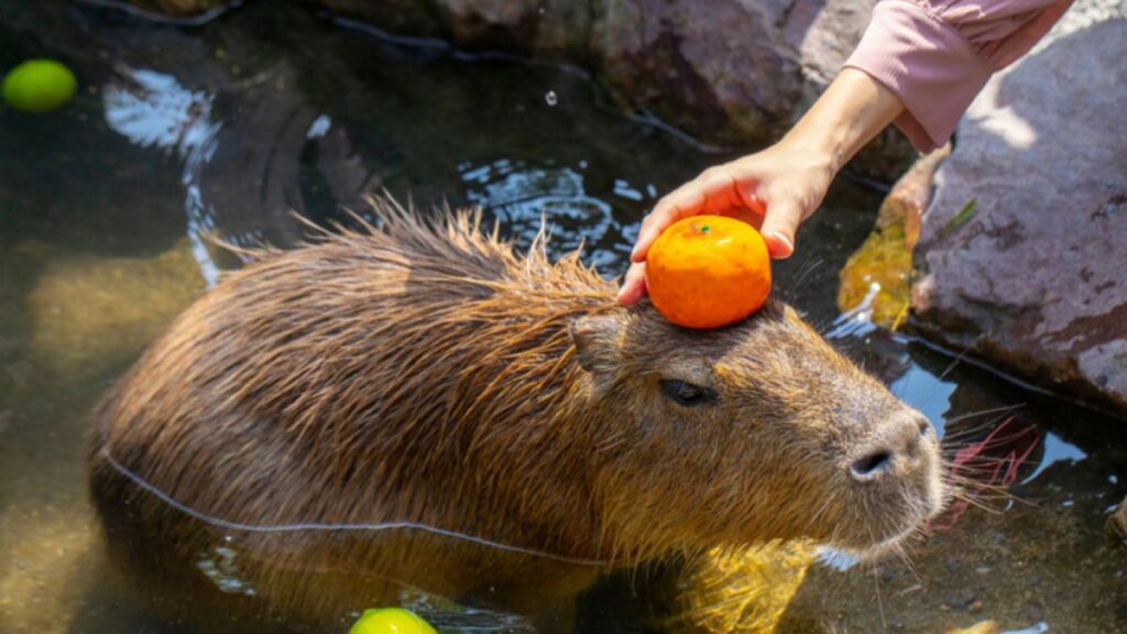 100+ hình nền Capybara cute, đáng yêu và thư giãn nhất 4 hình nền capybara