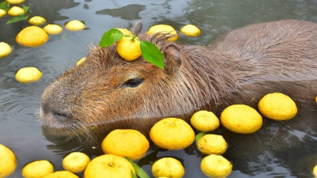 100+ hình nền Capybara cute, đáng yêu và thư giãn nhất 5 Hình capybara đang bơi dưới nước cùng những quả quýt