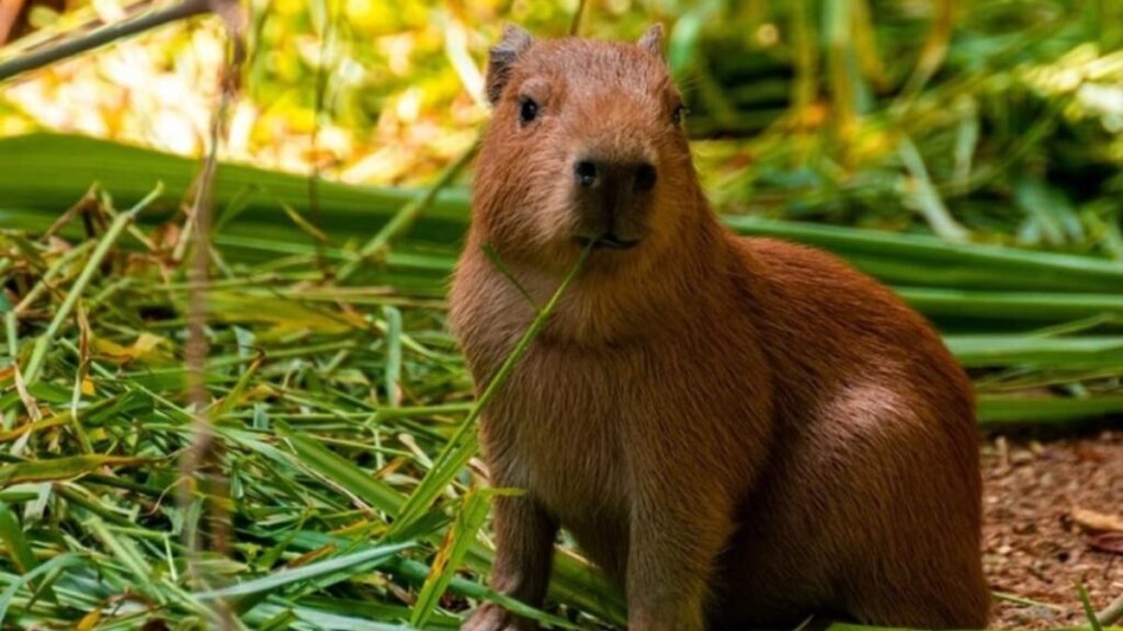 100+ hình nền Capybara cute, đáng yêu và thư giãn nhất 6 Hình capybara đang ngồi ăn cỏ