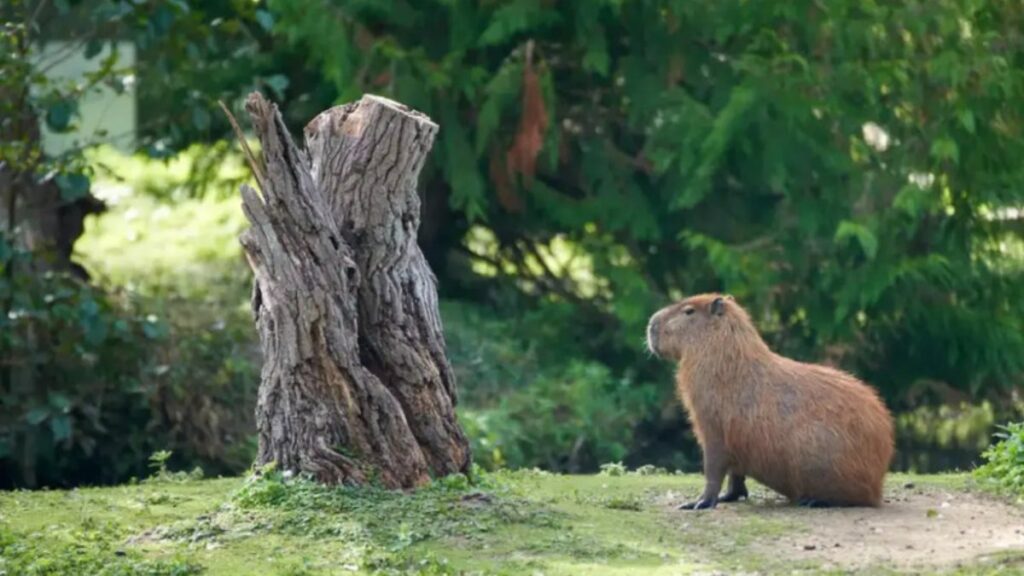 100+ hình nền Capybara cute, đáng yêu và thư giãn nhất 7 Hình capybara ngồi bên gốc cây