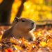 100+ hình nền Capybara cute, đáng yêu và thư giãn nhất