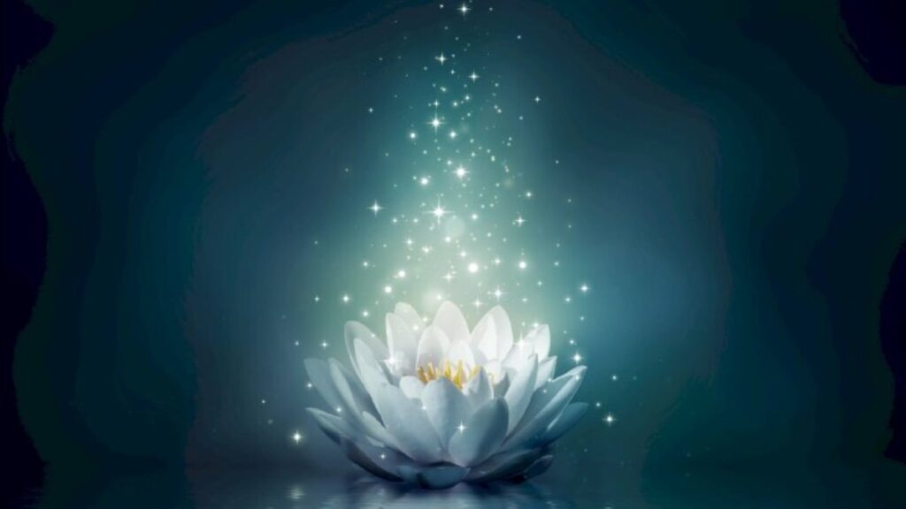 Hình nền bông hoa sen trắng phát sáng giữa bóng đêm