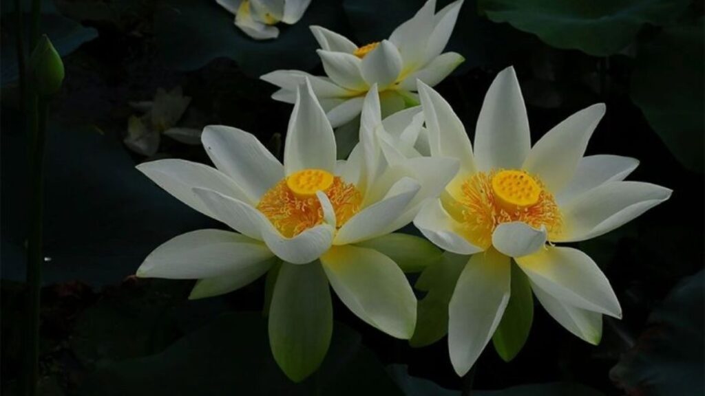 Hình những bông hoa sen trắng nở vào ban đêm