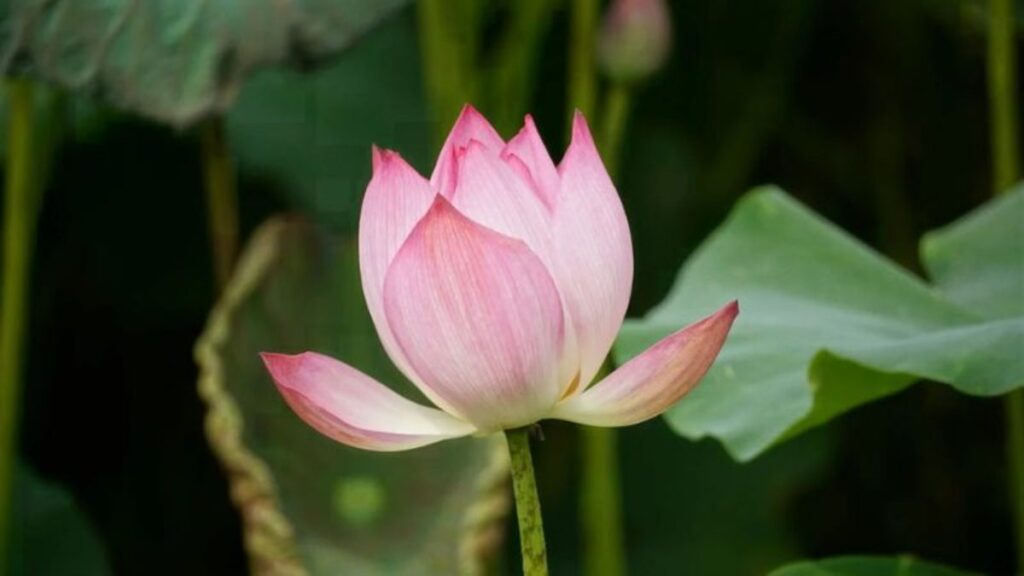 Hình một búp hoa sen đang nở 