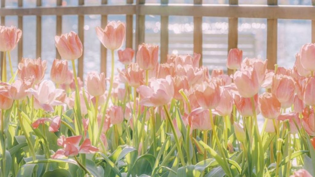 69+ Hình nền hoa Tulip 4K đẹp, chất lượng, sắc nét cho điện thoại 12 hình nền hoa tulip