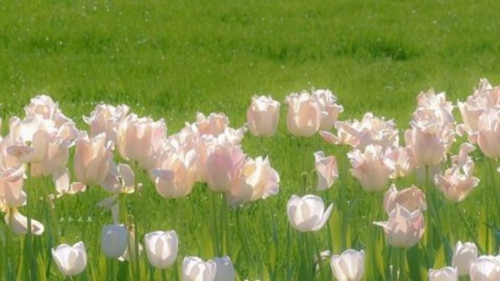 69+ Hình nền hoa Tulip 4K đẹp, chất lượng, sắc nét cho điện thoại 15 hình nền hoa tulip
