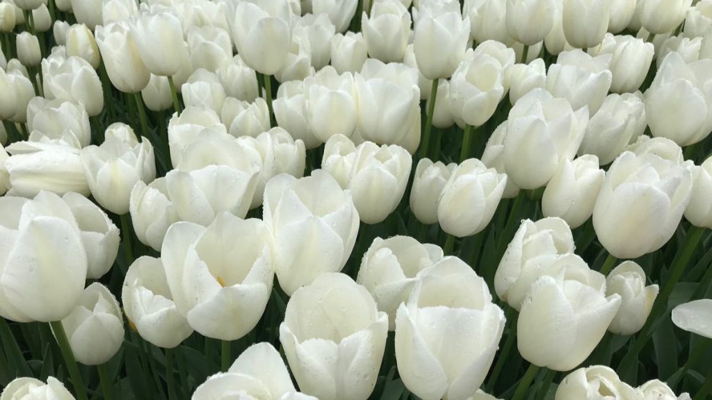 69+ Hình nền hoa Tulip 4K đẹp, chất lượng, sắc nét cho điện thoại 16 hình nền hoa tulip