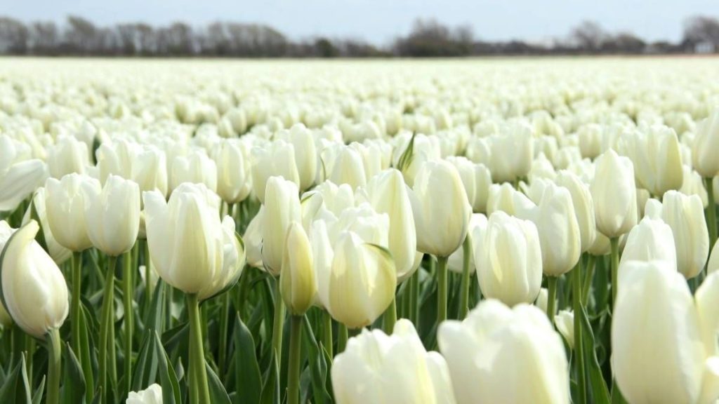 69+ Hình nền hoa Tulip 4K đẹp, chất lượng, sắc nét cho điện thoại 17 hình nền hoa tulip