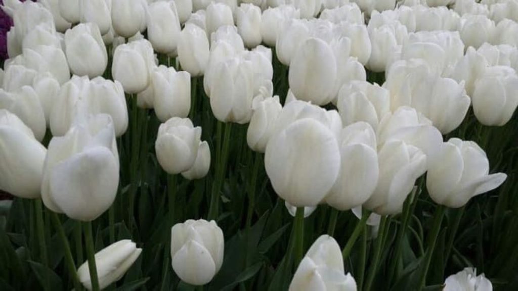 69+ Hình nền hoa Tulip 4K đẹp, chất lượng, sắc nét cho điện thoại 18 hình nền hoa tulip