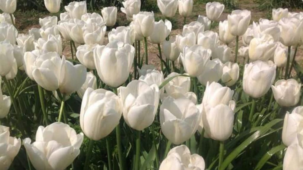 69+ Hình nền hoa Tulip 4K đẹp, chất lượng, sắc nét cho điện thoại 19 hình nền hoa tulip