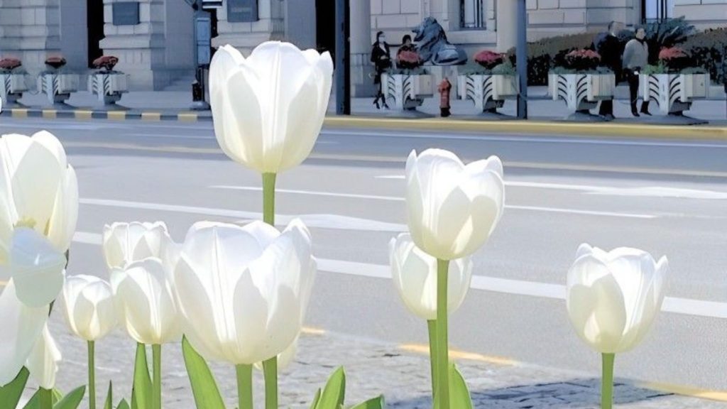 69+ Hình nền hoa Tulip 4K đẹp, chất lượng, sắc nét cho điện thoại 20 hình nền hoa tulip