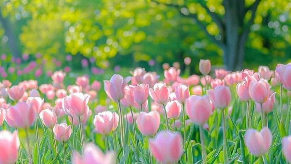 69+ Hình nền hoa Tulip 4K đẹp, chất lượng, sắc nét cho điện thoại 3 hình nền hoa tulip