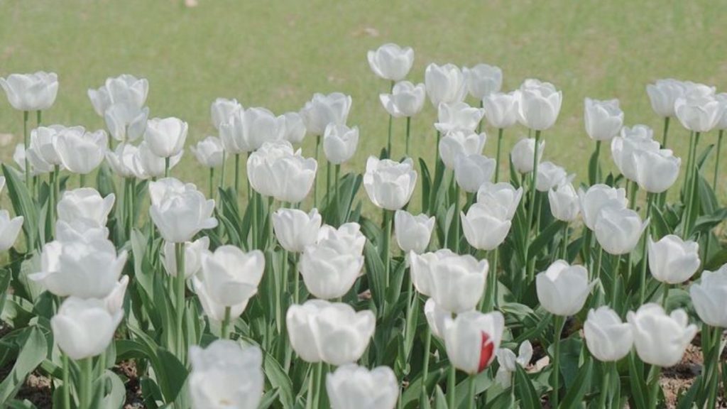 69+ Hình nền hoa Tulip 4K đẹp, chất lượng, sắc nét cho điện thoại 21 hình nền hoa tulip