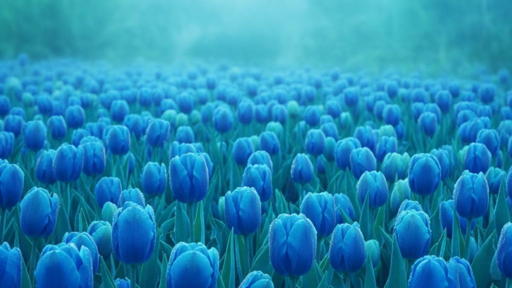 69+ Hình nền hoa Tulip 4K đẹp, chất lượng, sắc nét cho điện thoại 22 hình nền hoa tulip