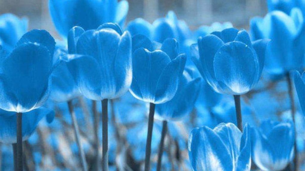 69+ Hình nền hoa Tulip 4K đẹp, chất lượng, sắc nét cho điện thoại 24 hình nền hoa tulip