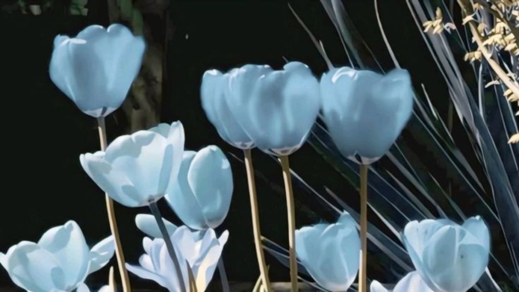 69+ Hình nền hoa Tulip 4K đẹp, chất lượng, sắc nét cho điện thoại 26 hình nền hoa tulip