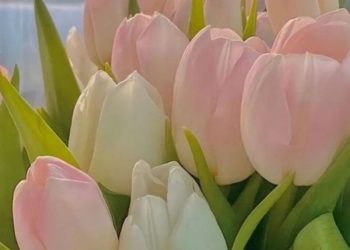 hình nền hoa tulip
