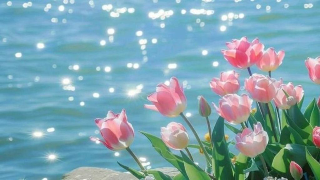 69+ Hình nền hoa Tulip 4K đẹp, chất lượng, sắc nét cho điện thoại 5 hình nền hoa tulip