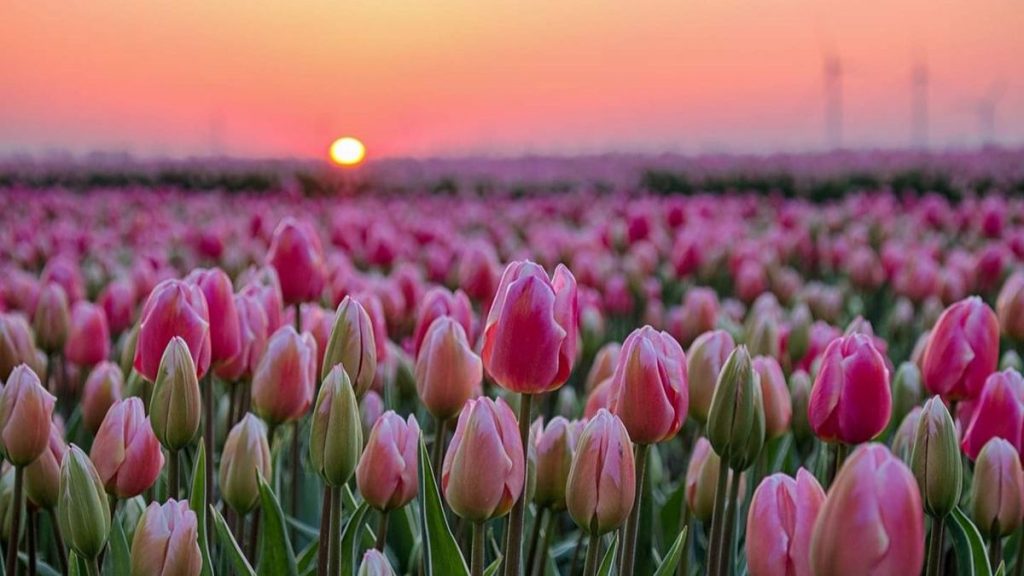 69+ Hình nền hoa Tulip 4K đẹp, chất lượng, sắc nét cho điện thoại 6 hình nền hoa tulip
