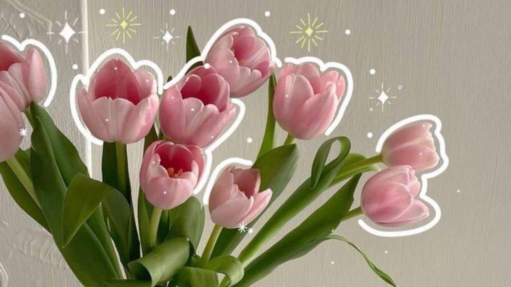 69+ Hình nền hoa Tulip 4K đẹp, chất lượng, sắc nét cho điện thoại 8 hình nền hoa tulip