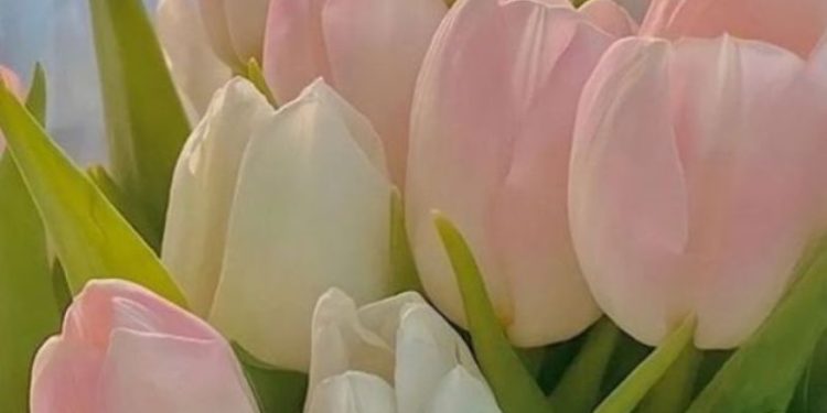 69+ Hình nền hoa Tulip 4K đẹp, chất lượng, sắc nét cho điện thoại 1 hình nền hoa tulip