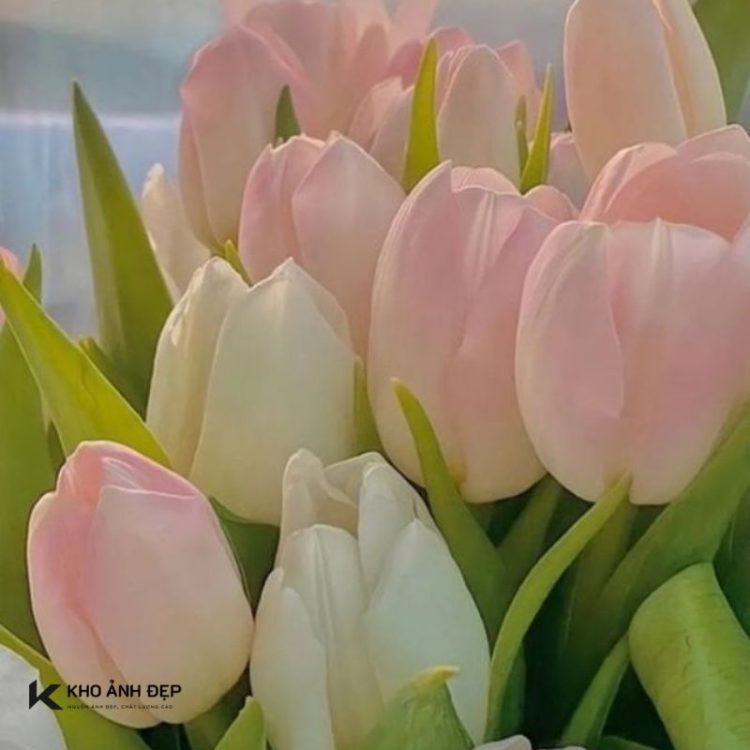 hình nền hoa tulip