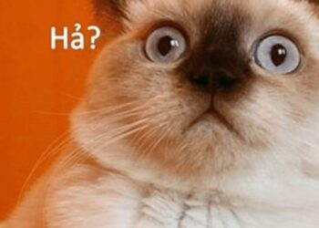 Ảnh meme bất ngờ biểu cảm khó đỡ của chú mèo đáng yêu