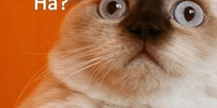 Ảnh meme bất ngờ biểu cảm khó đỡ của chú mèo đáng yêu