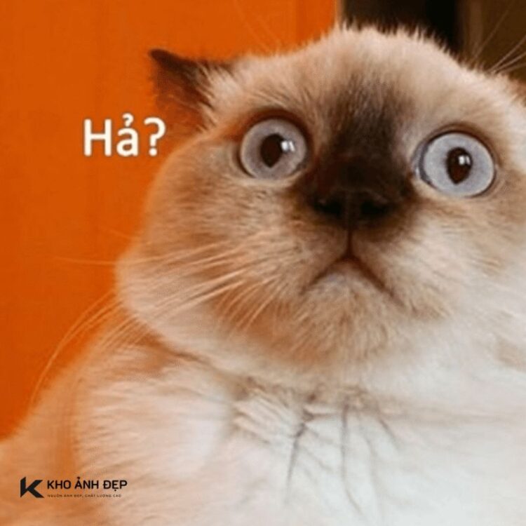 Ảnh meme bất ngờ biểu cảm khó đỡ của chú mèo đáng yêu