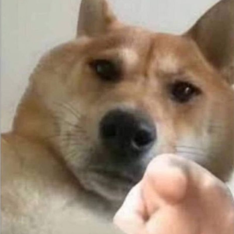Meme chú chó Shiba chỉ tay
