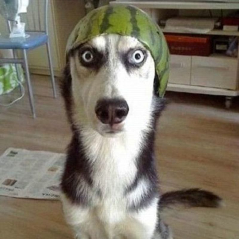 69+ Ảnh meme chó ngáo, hài hước, cười không nhặt được mồm 11 meme chó