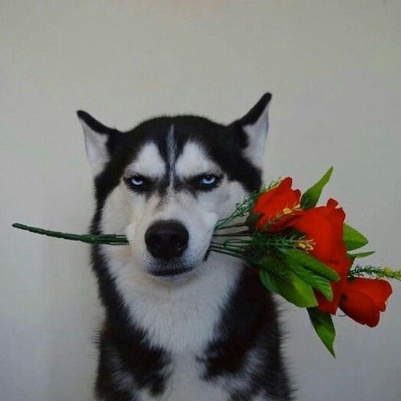 69+ Ảnh meme chó ngáo, hài hước, cười không nhặt được mồm 12 meme chó