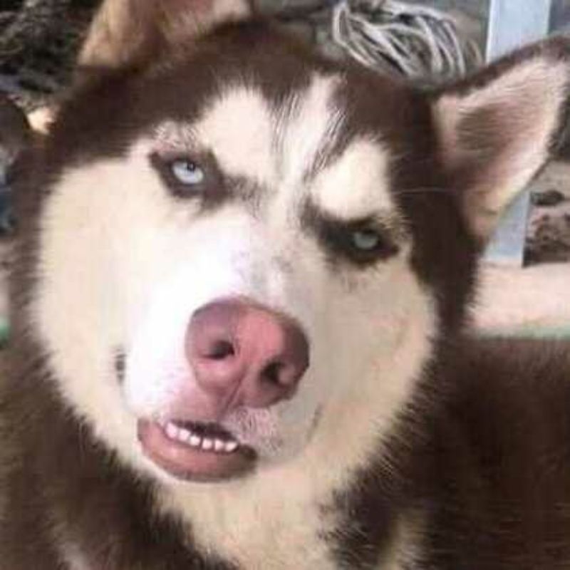 69+ Ảnh meme chó ngáo, hài hước, cười không nhặt được mồm 15 meme chó