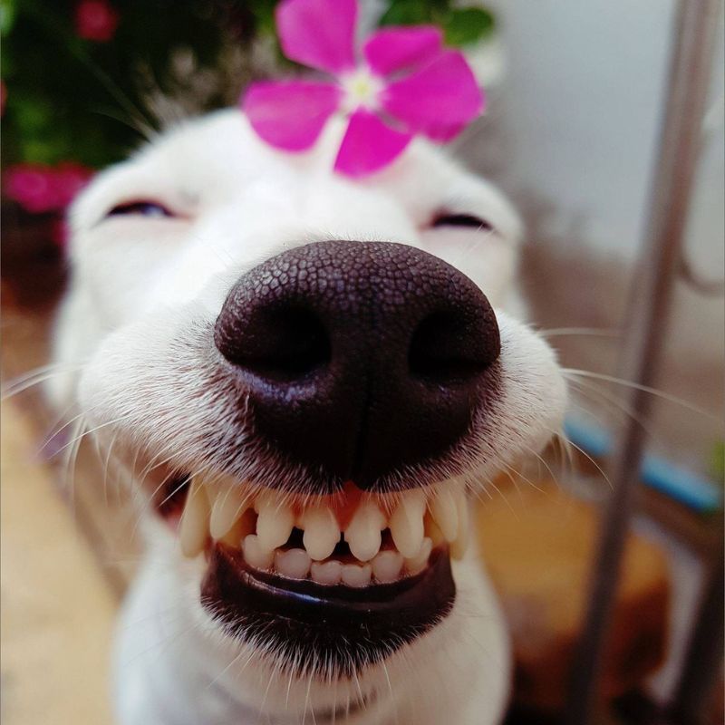 69+ Ảnh meme chó ngáo, hài hước, cười không nhặt được mồm 16 meme chó