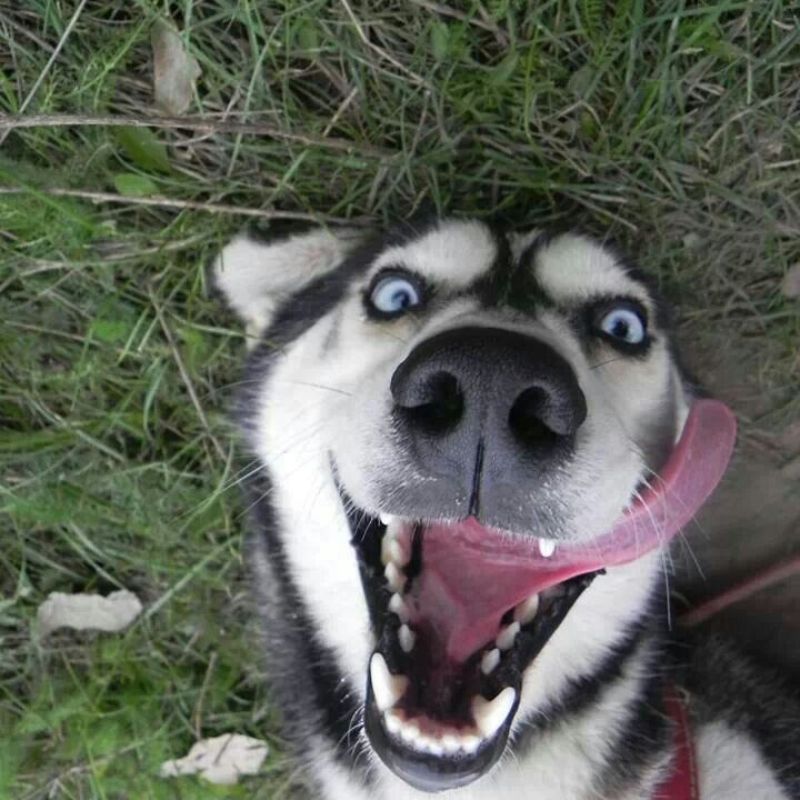 69+ Ảnh meme chó ngáo, hài hước, cười không nhặt được mồm 17 meme chó